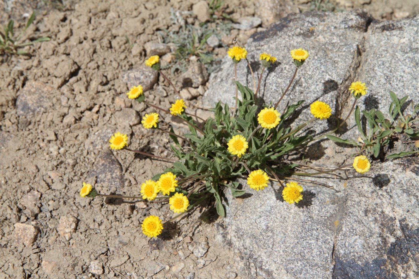 Изображение особи Erigeron cabulicus.