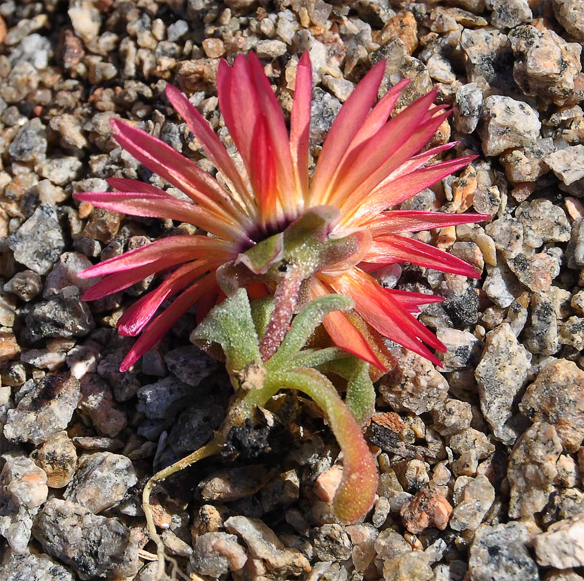 Image of Dorotheanthus bellidiformis specimen.