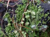 genus Cladonia