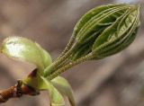 Acer platanoides