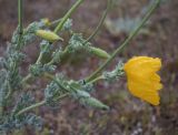 Glaucium flavum. Верхушки побегов с цветком, бутонами и завязавшимися плодами. Испания, автономное сообщество Каталония, провинция Жирона, комарка Баш Эмпорда, муниципалитет Тороэлья-де-Монгри, маршевый луг \"Платера\" (Platera) близ устья р. Тер. 26.04.2017.