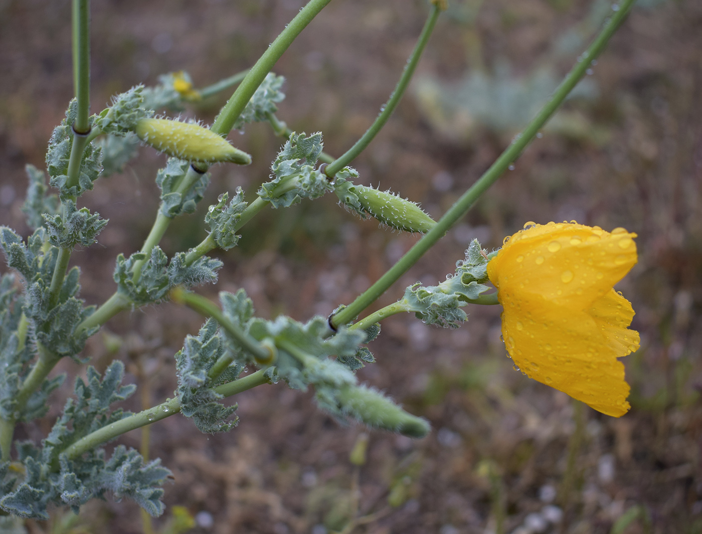 Изображение особи Glaucium flavum.