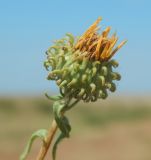 Grindelia squarrosa