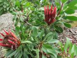 Protea cynaroides. Побеги с отцветающими соцветиями. Австралия, г. Брисбен, парк Рома-стрит. 25.09.2016.