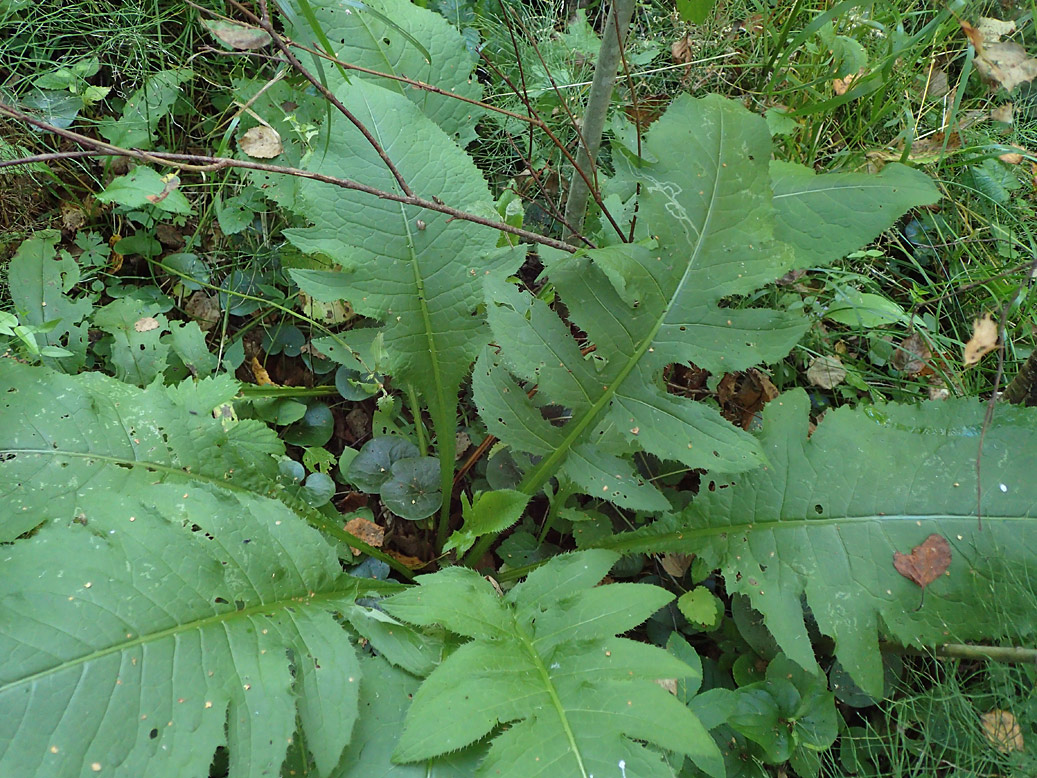 Изображение особи Cirsium oleraceum.