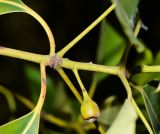 Lophostemon confertus. Часть побега с созревающим плодом. Израиль, Шарон, пос. Кфар Монаш, ботанический сад \"Хават Ганой\". 20.10.2016.