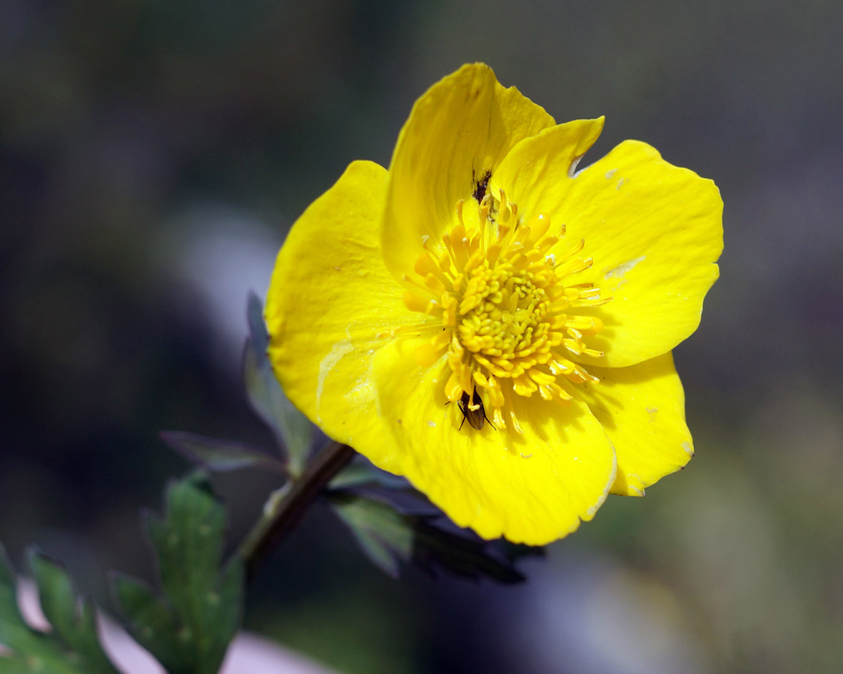 Изображение особи Trollius sibiricus.