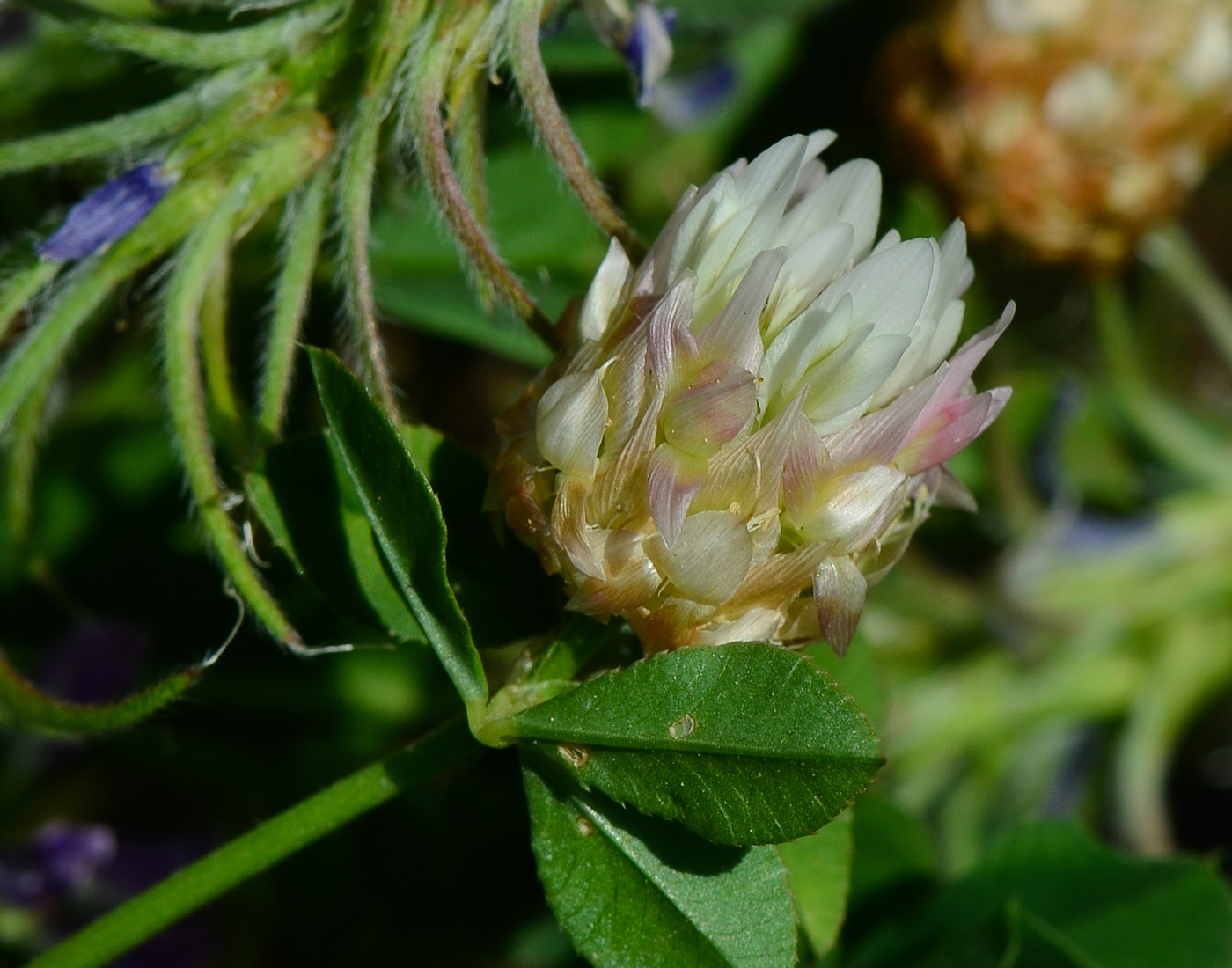 Изображение особи Trifolium argutum.