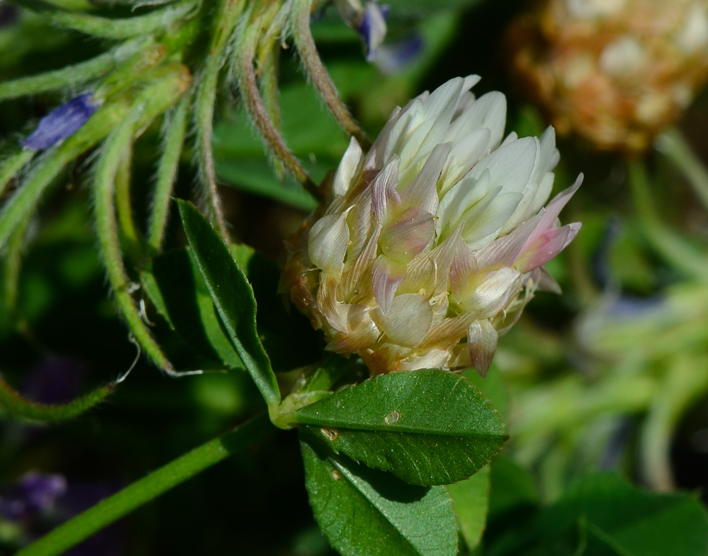 Image of Trifolium argutum specimen.