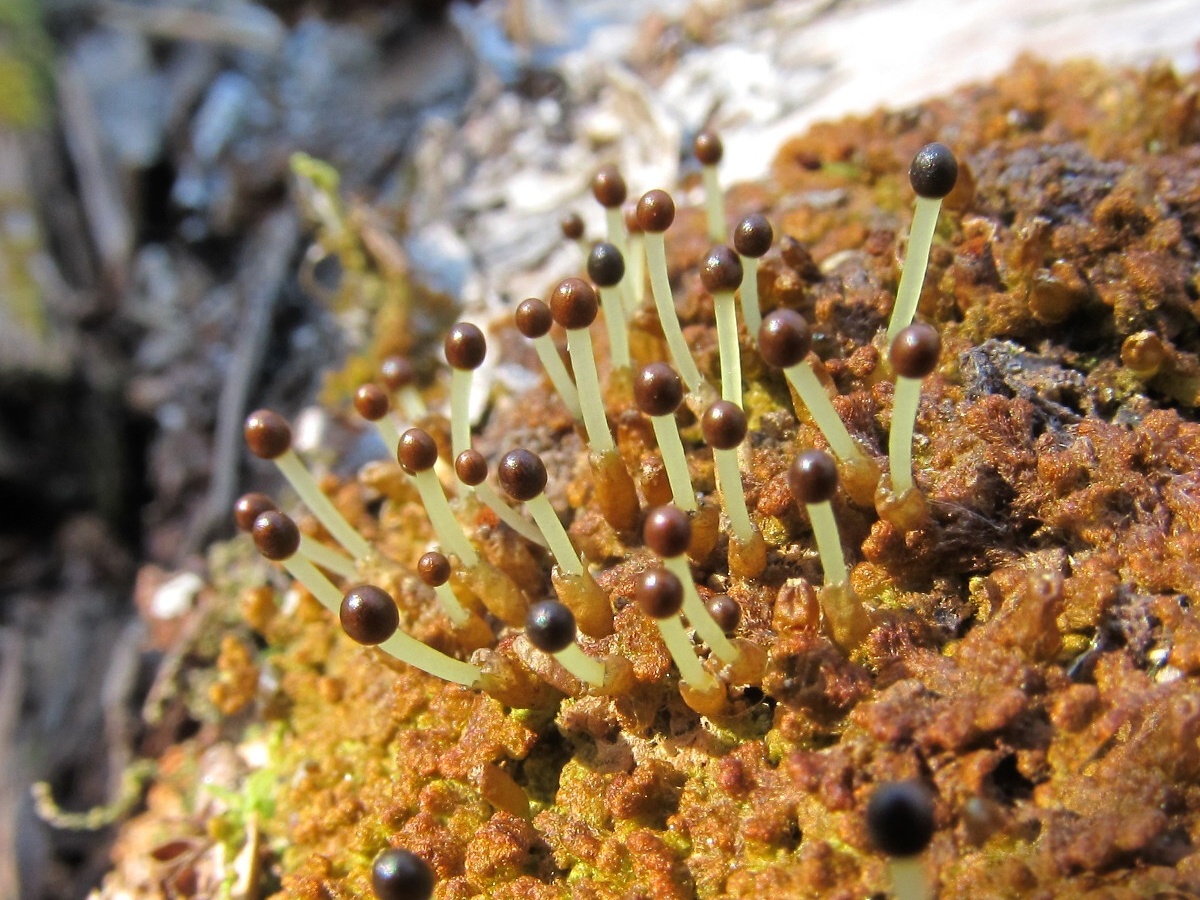 Image of Ptilidium pulcherrimum specimen.