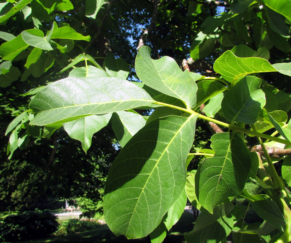 Изображение особи Juglans regia.