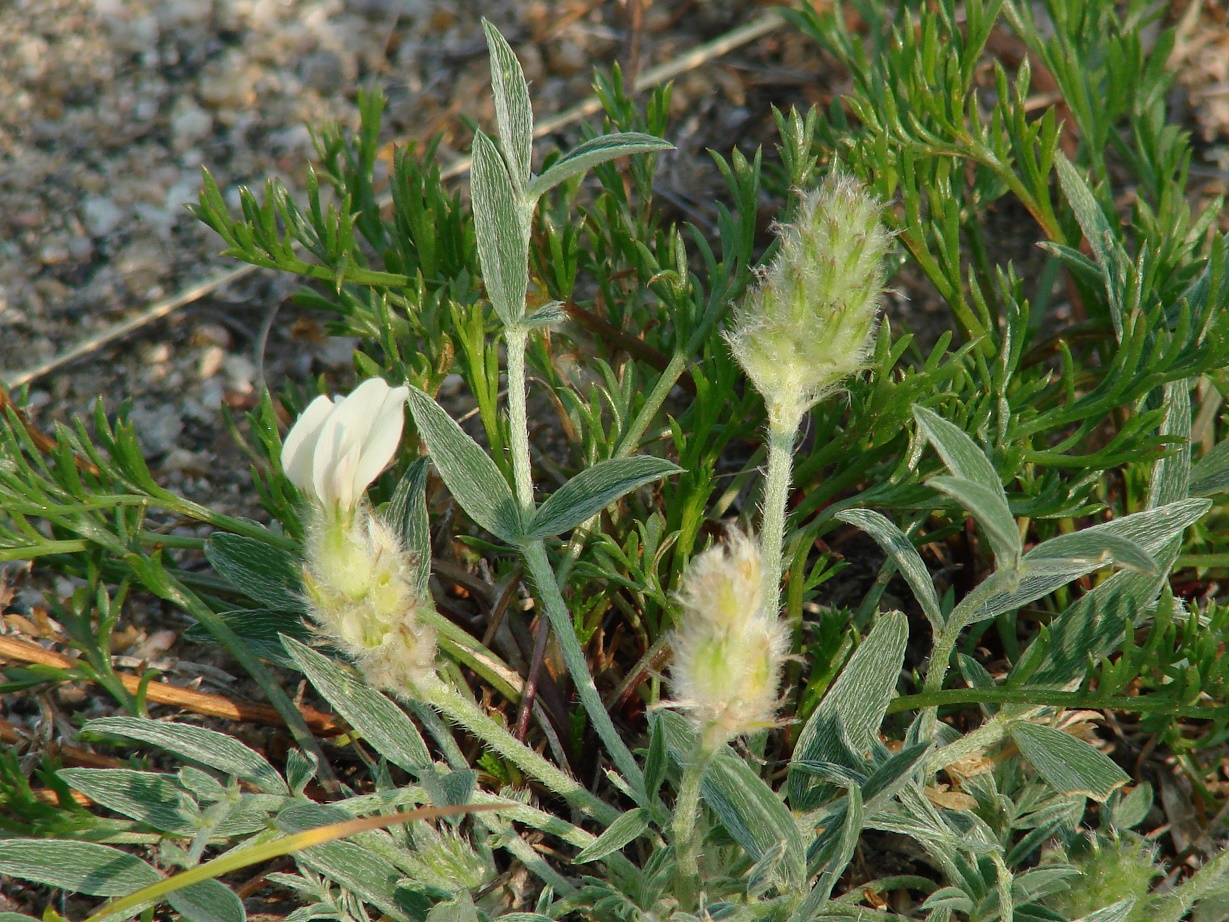 Image of Astragalus lupulinus specimen.