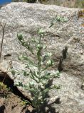 Filago arvensis