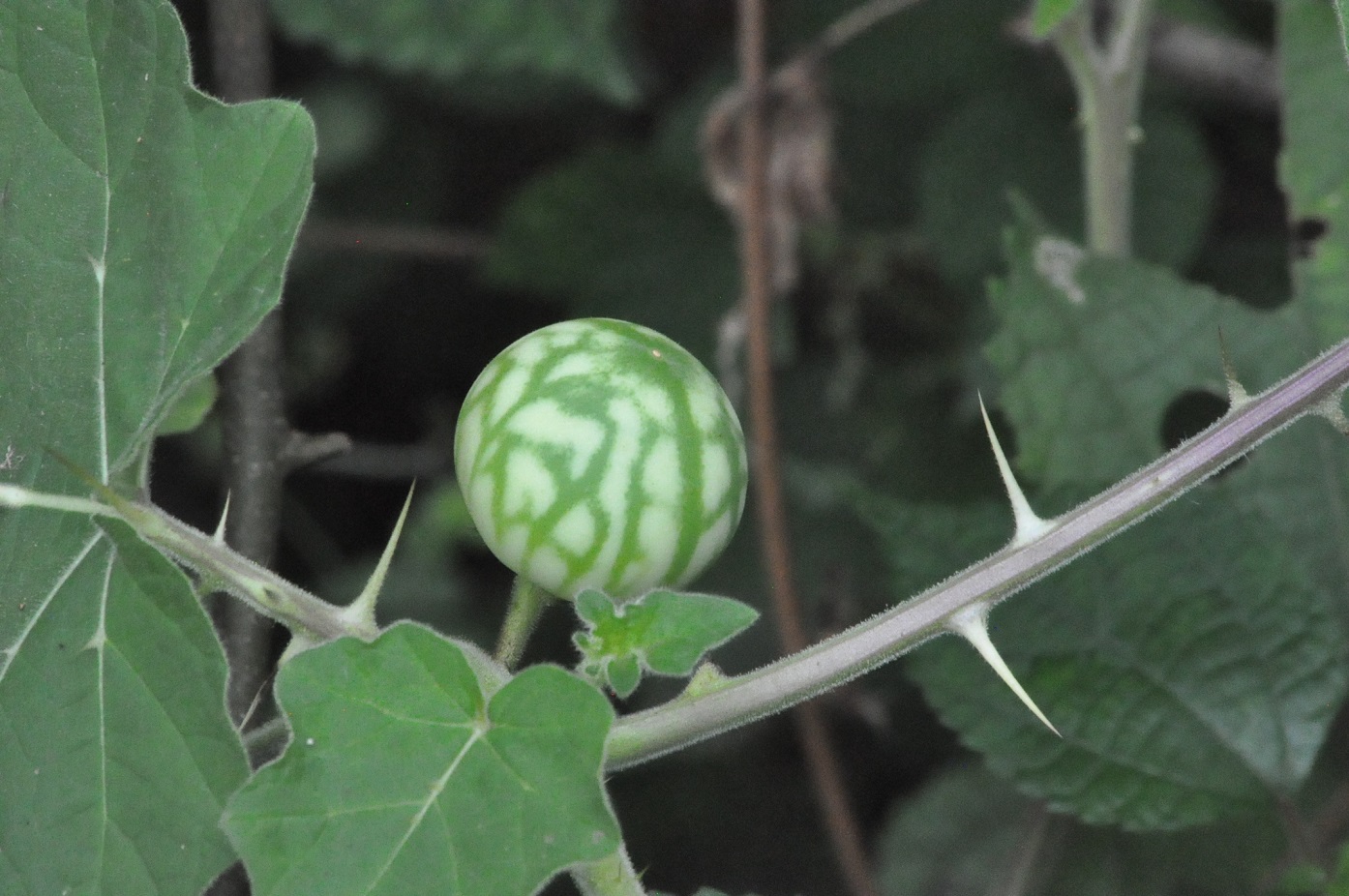 Изображение особи род Solanum.