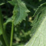 Papaver rhoeas