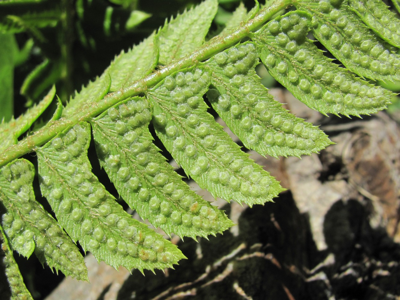 Изображение особи Polystichum lonchitis.