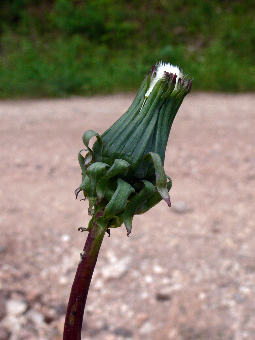 Изображение особи Taraxacum kjellmanii.