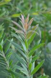 род Callistemon. Верхушка побега. Южный Китай, Гуанси-Чжуанский автономный р-н, окр. г. Яншо, обочина дороги. 12.10.2017.