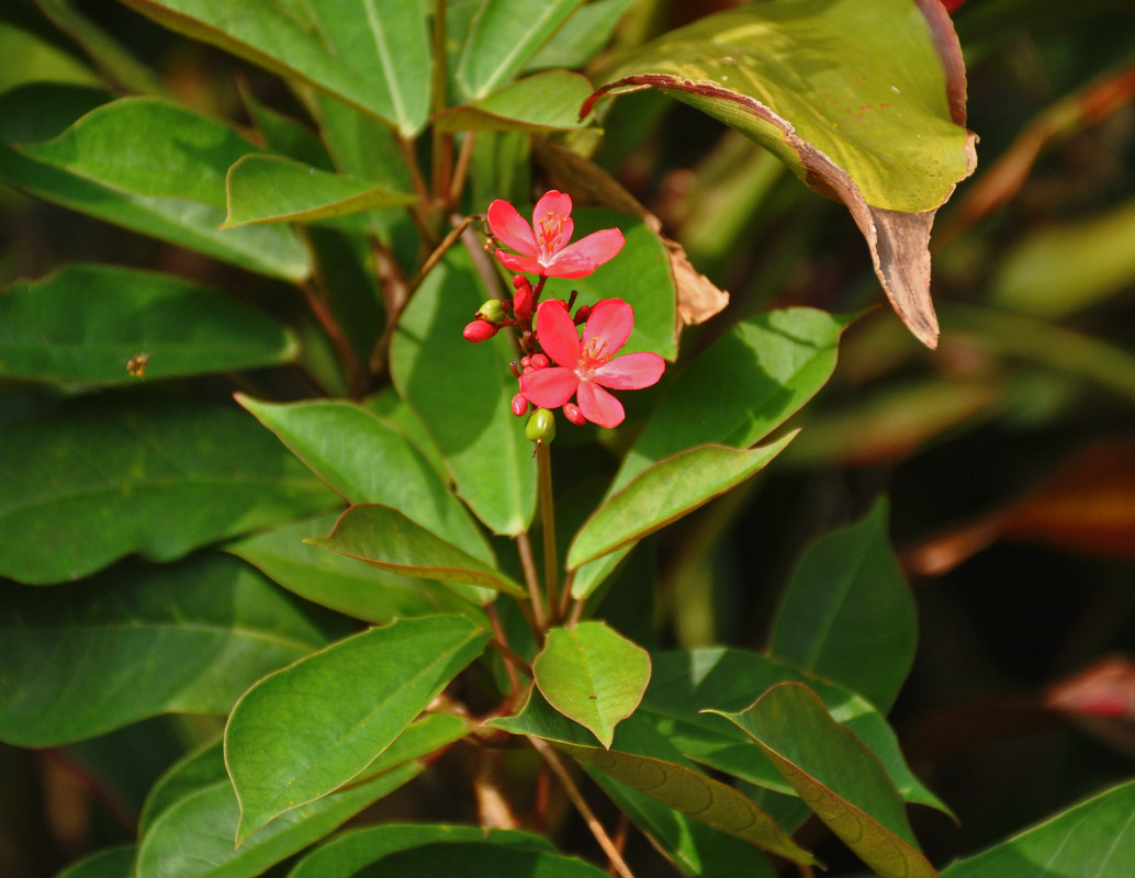 Изображение особи Jatropha integerrima.