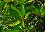 Rhizophora apiculata. Верхушка ветви с бутонами. Малайзия, о-в Калимантан, национальный парк Бако, мангровый лес. 08.05.2017.