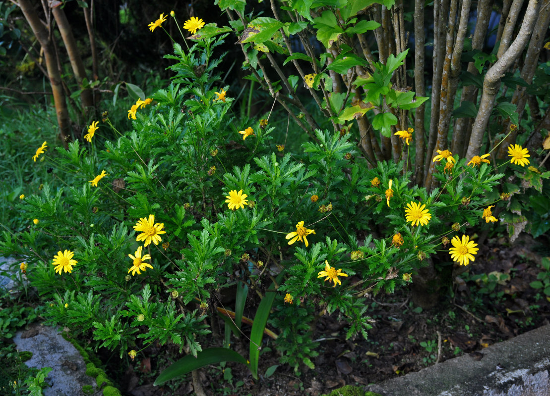 Изображение особи Euryops chrysanthemoides.