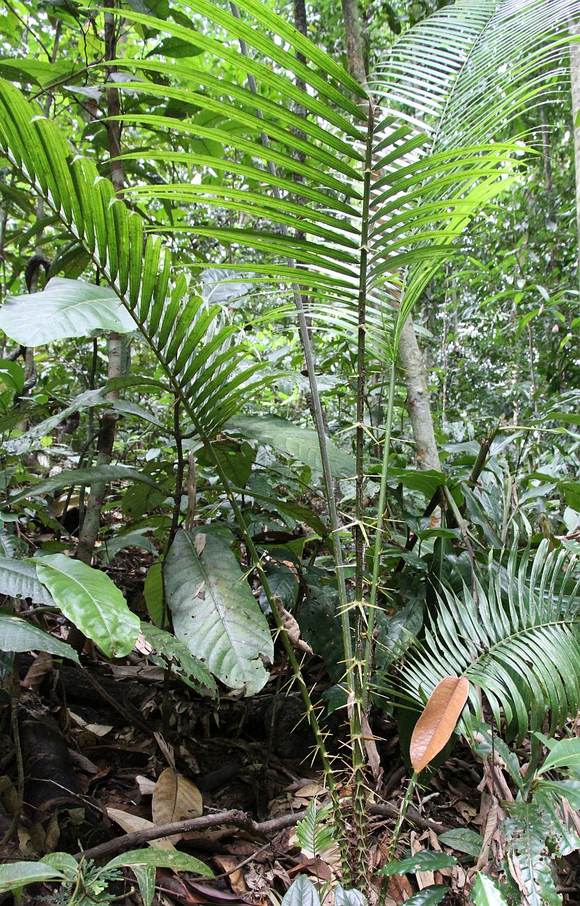 Image of genus Calamus specimen.