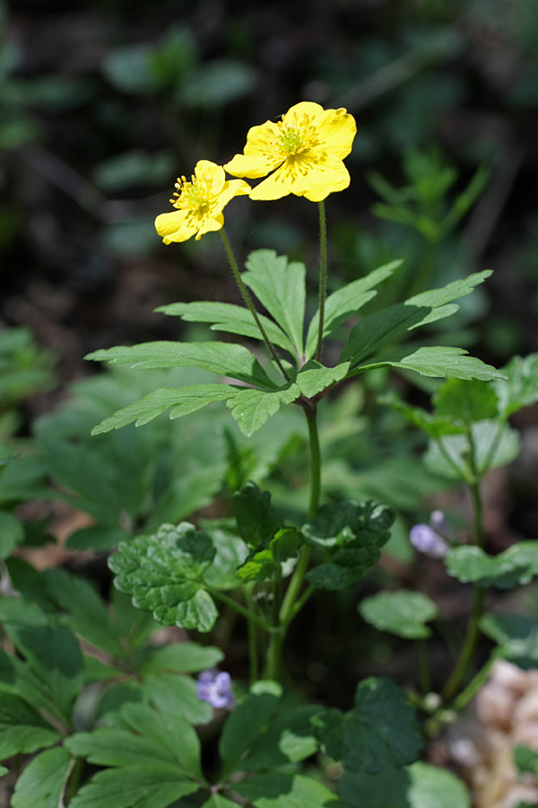 Image of Anemone ranunculoides specimen.