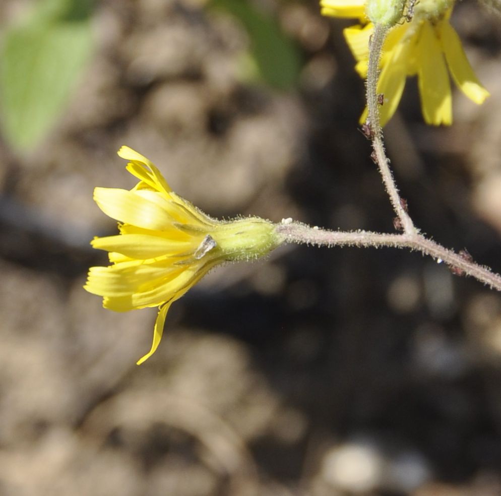 Изображение особи род Crepis.