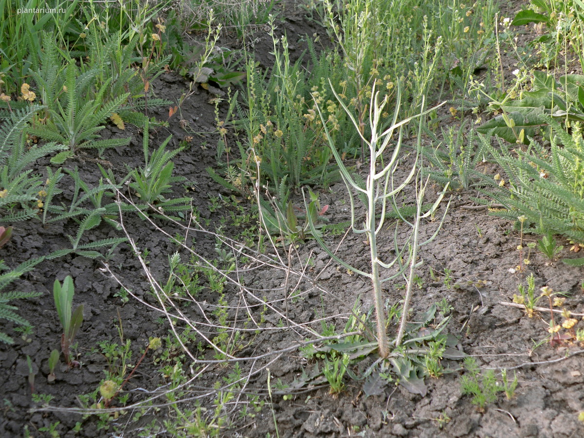 Изображение особи Chondrilla juncea.