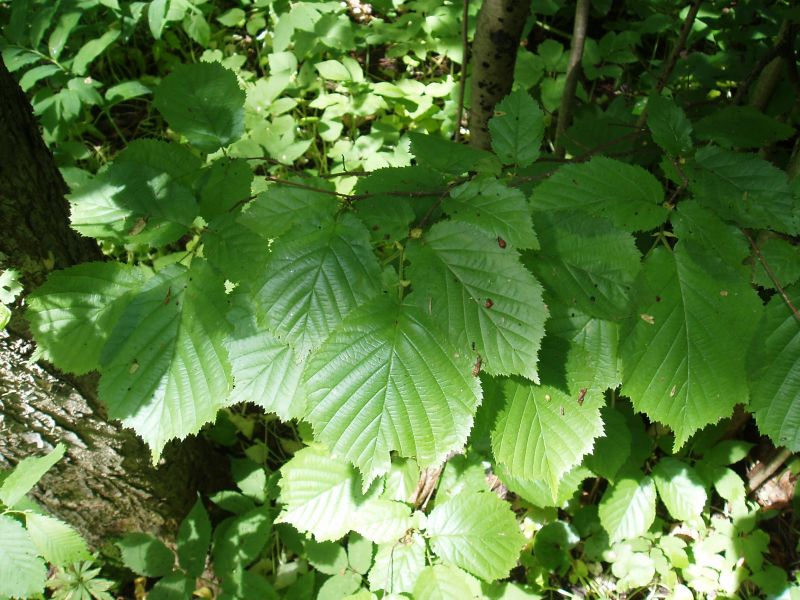 Image of Corylus avellana specimen.