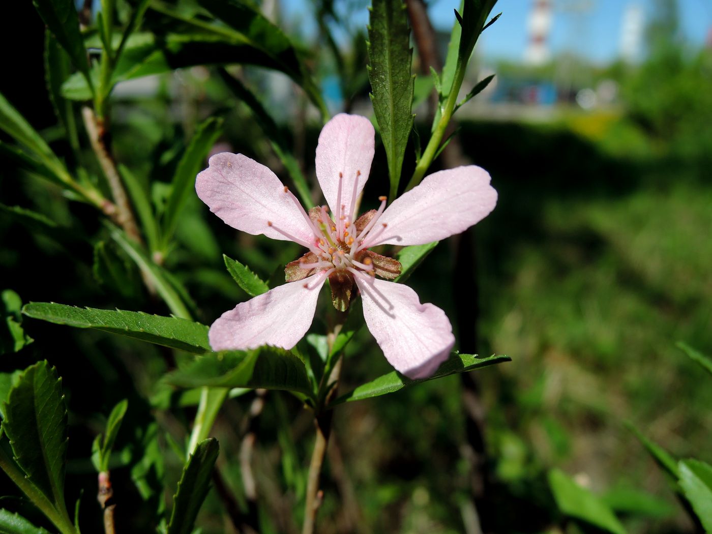 Изображение особи Amygdalus nana.