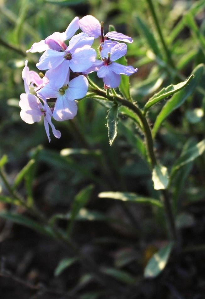 Изображение особи Clausia agideliensis.