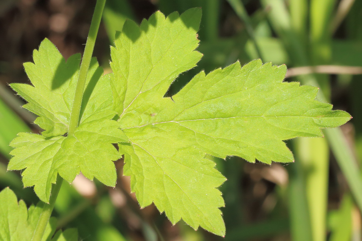 Image of Geum urbanum specimen.