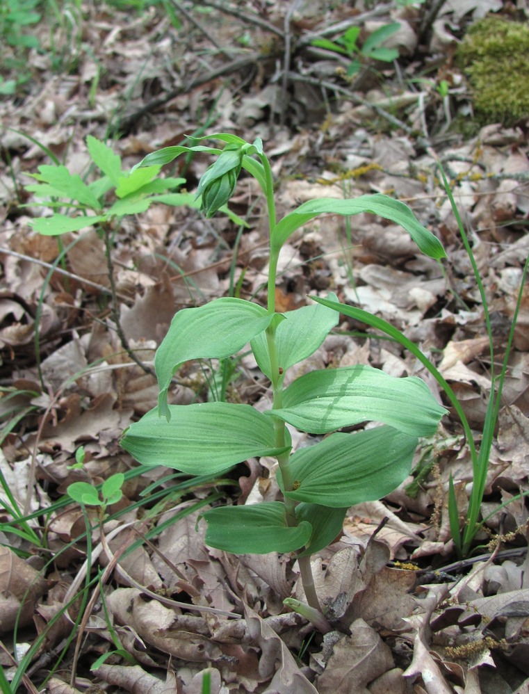 Изображение особи Epipactis helleborine.