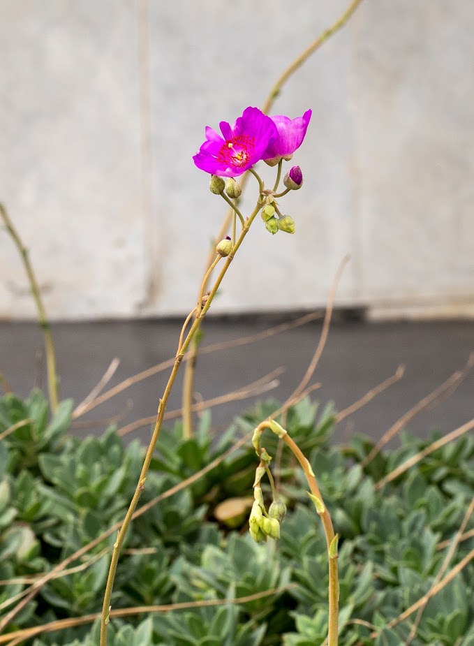 Изображение особи Cistanthe grandiflora.