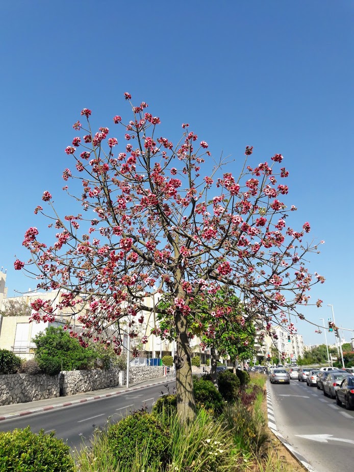 Изображение особи Brachychiton discolor.