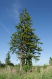 Picea abies. Взрослое дерево. Ленинградская обл., Гатчинский р-н, окр. пос. Пудость, луг с отдельными деревьями в старом травертиновом карьере. 26.05.2018.