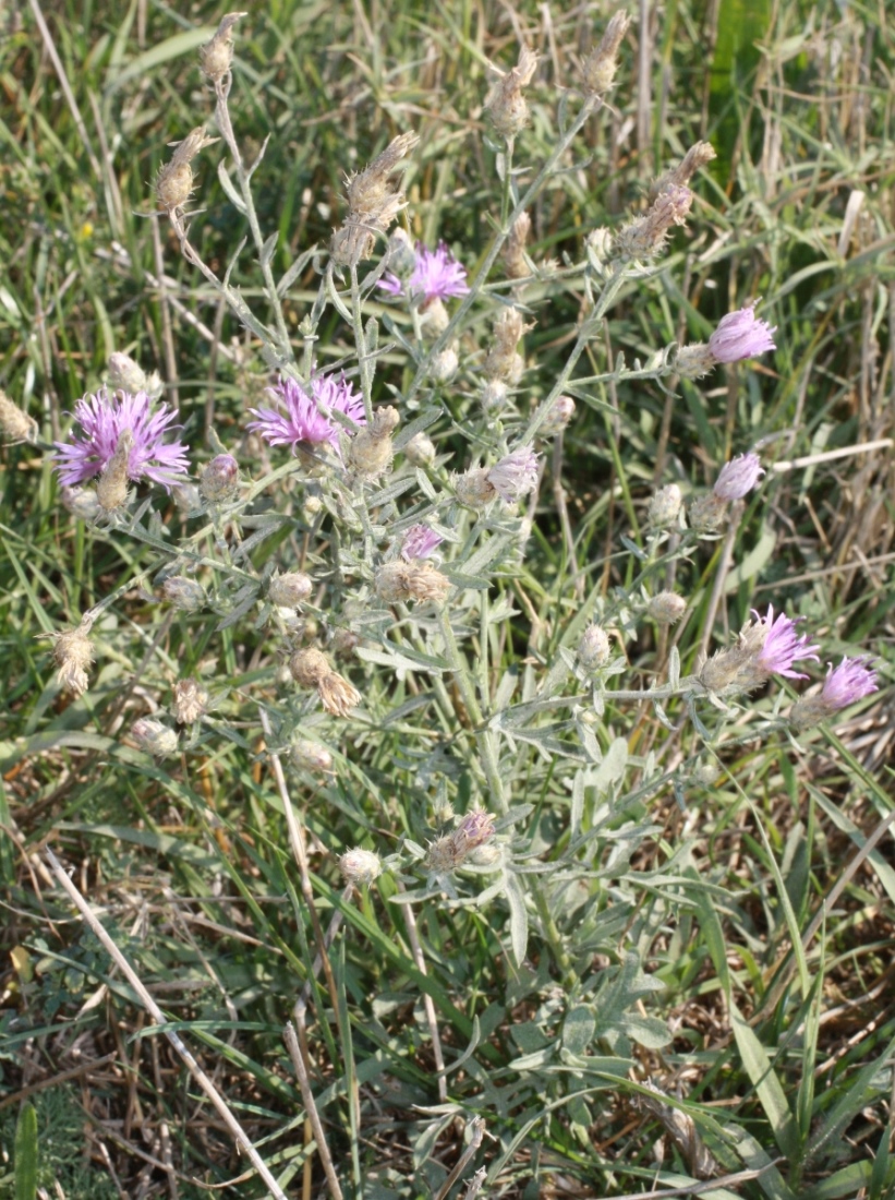 Изображение особи Centaurea vicina.