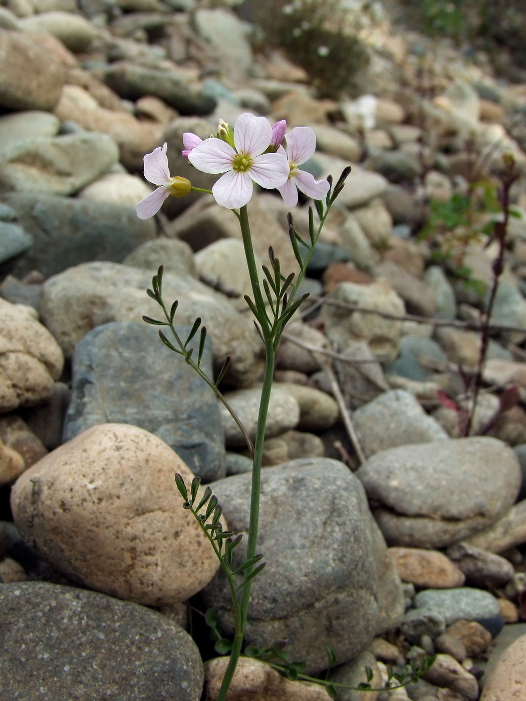 Image of Cardamine pratensis specimen.