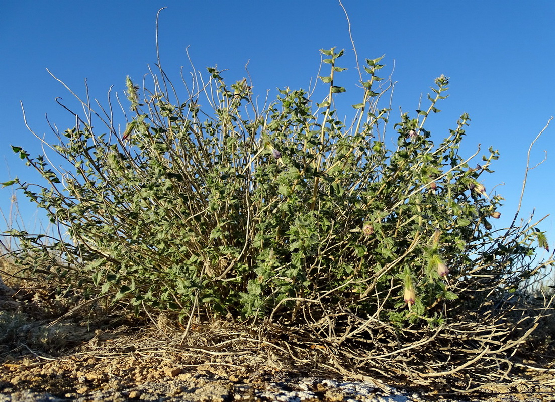 Image of Onosma staminea specimen.