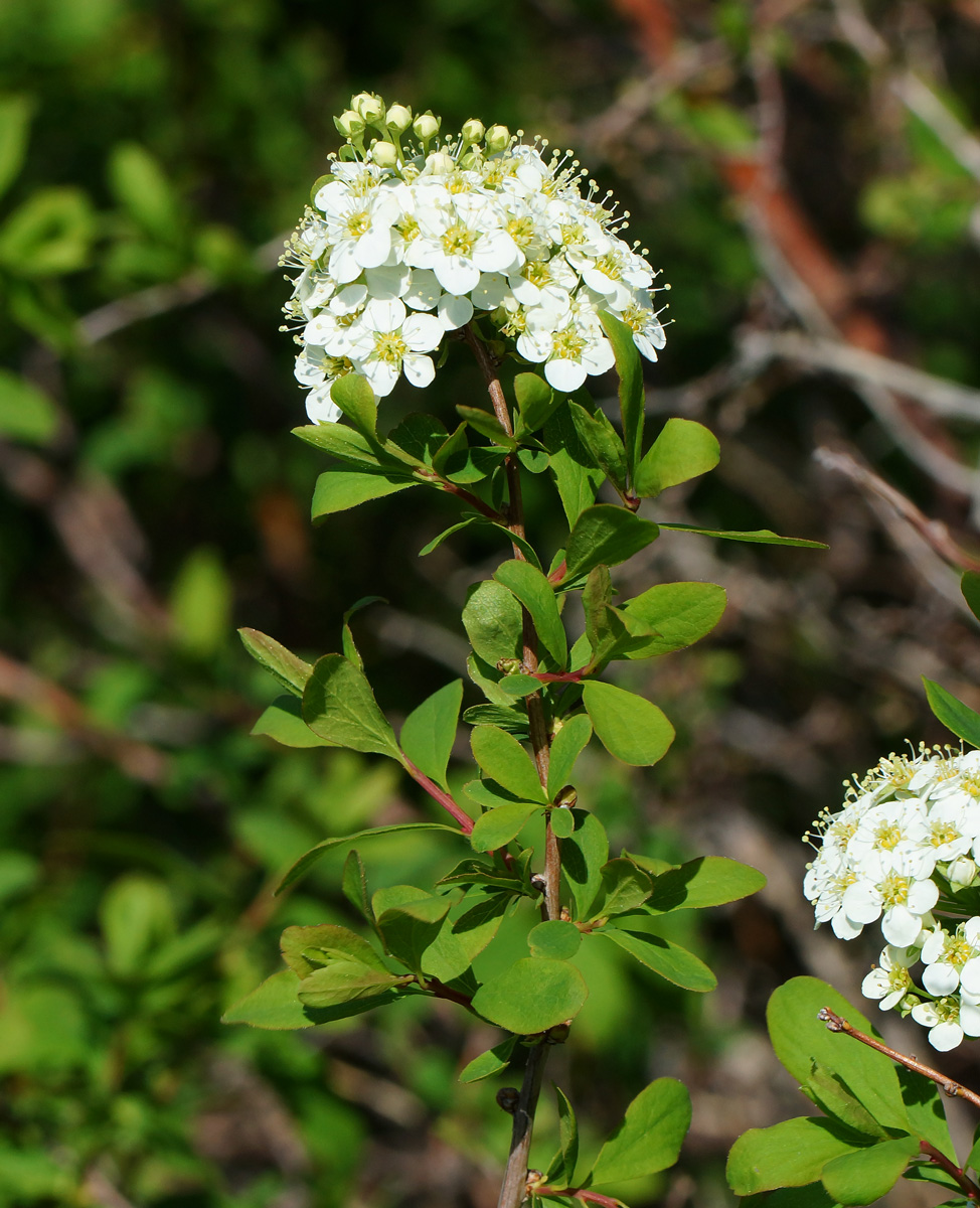 Изображение особи Spiraea media.