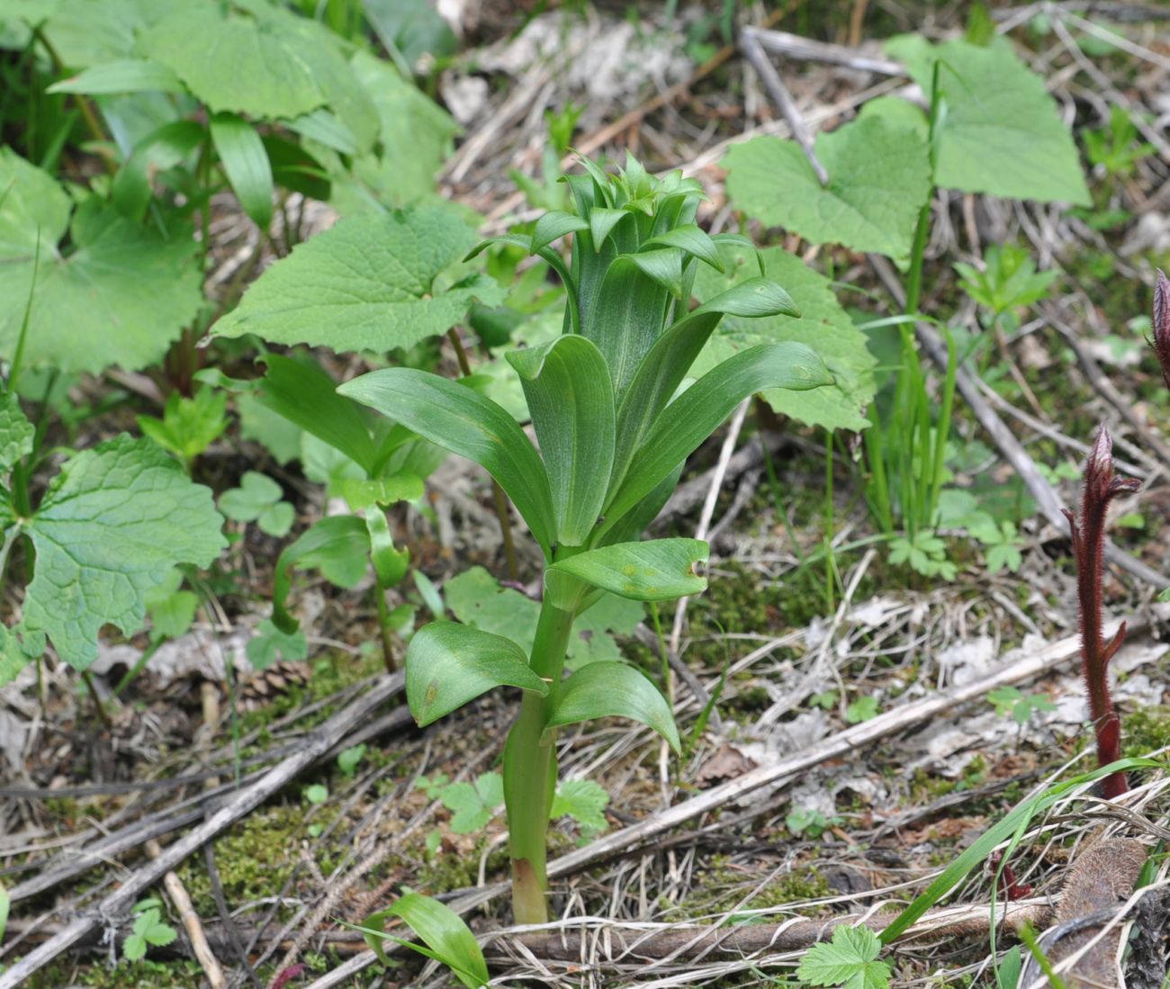 Изображение особи Lilium szovitsianum.