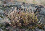 Thymus marschallianus. Плодоносящее растение в трещине между камнями. Казахстан, Восточно-Казахстанская обл., Глубоковский р-н, окр. с. Кожохово, остепнённый склон сопки СЗ экспозиции. 25.07.2018.