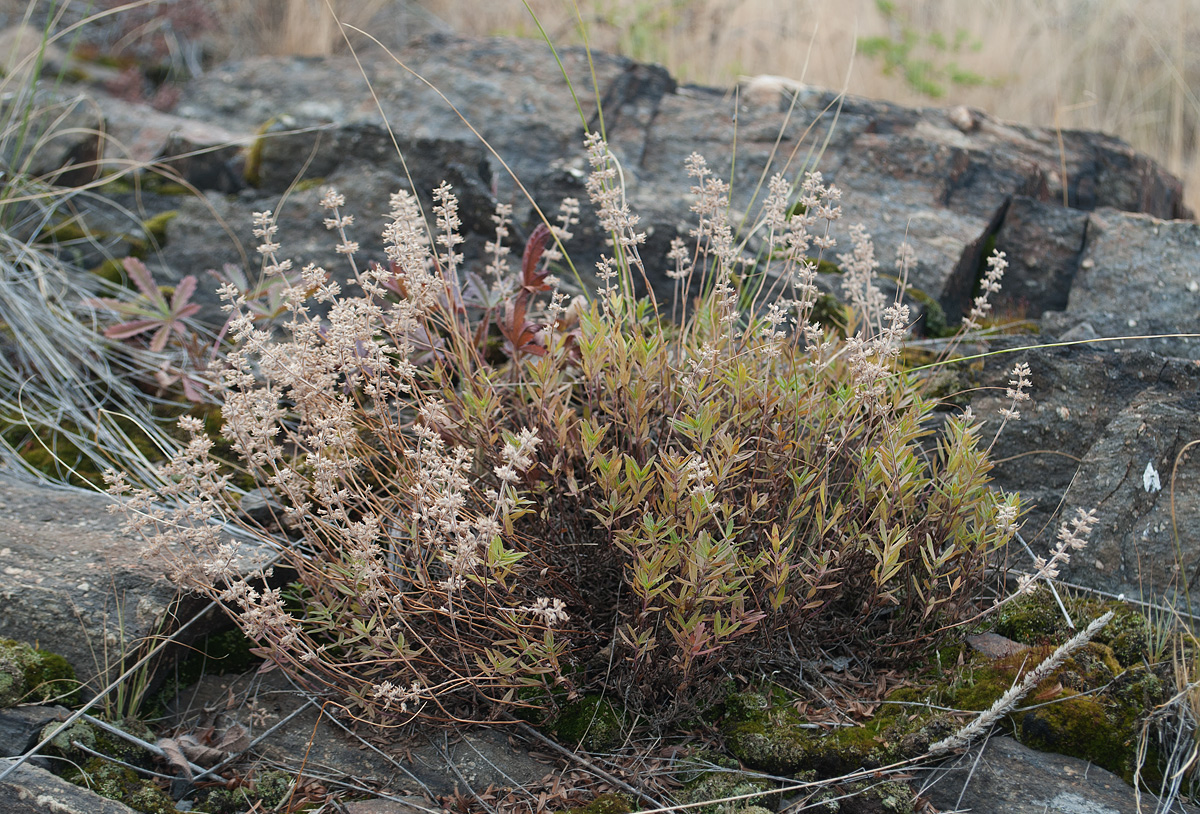 Image of Thymus marschallianus specimen.