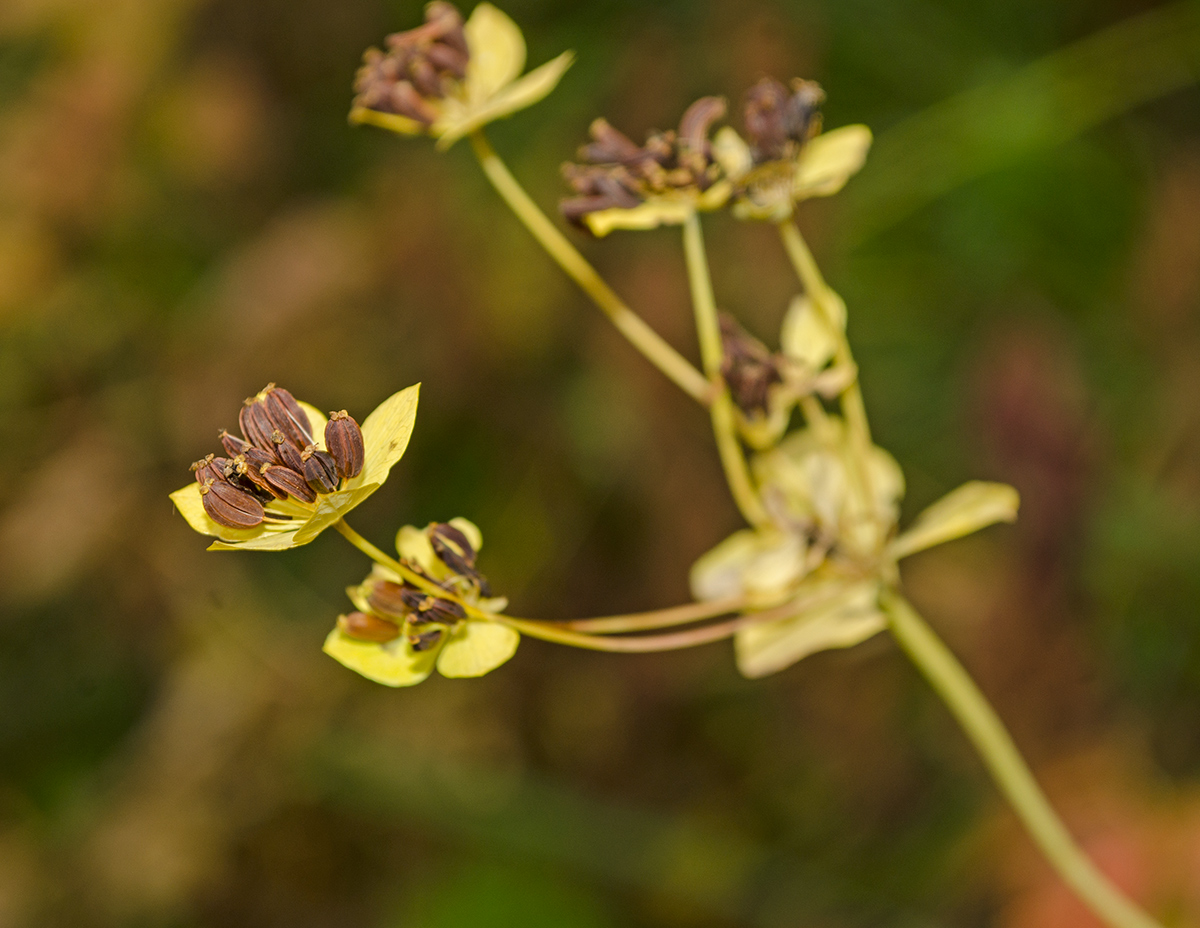 Изображение особи Bupleurum longifolium ssp. aureum.