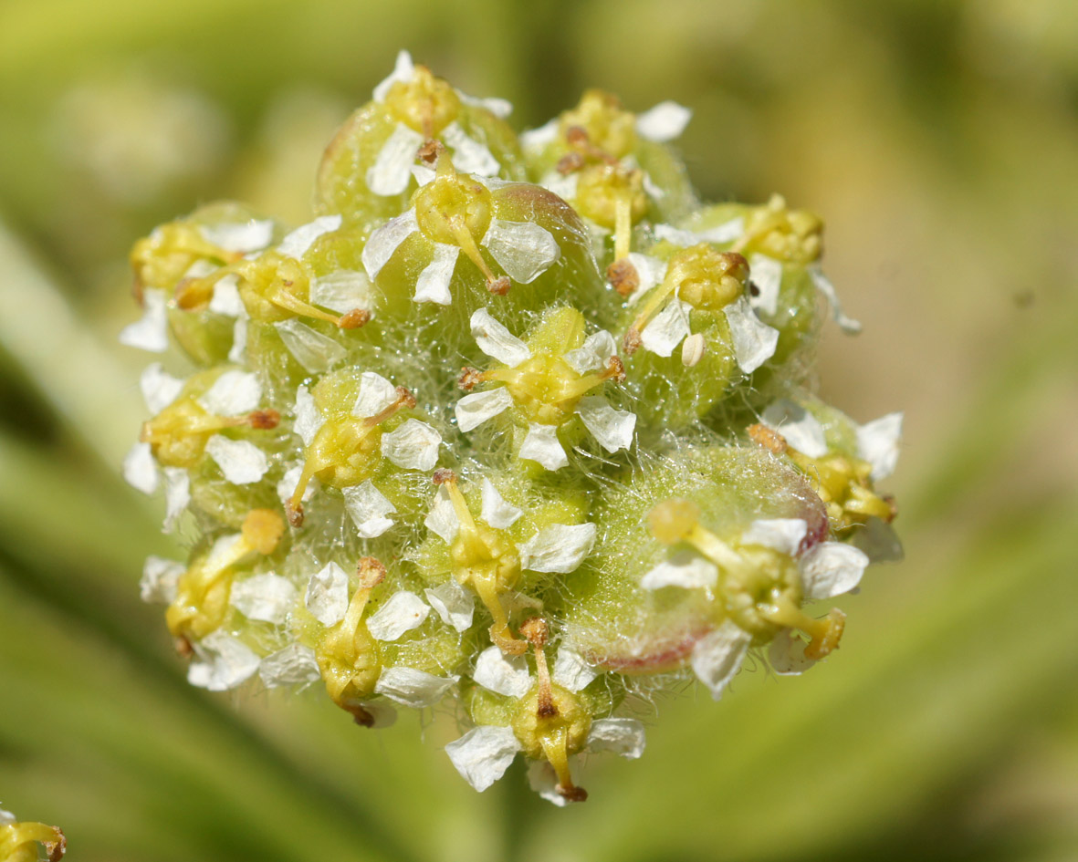 Изображение особи Ferula foetida.