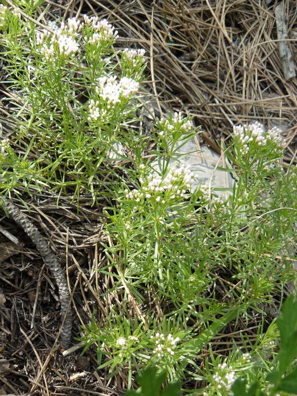 Изображение особи род Asperula.