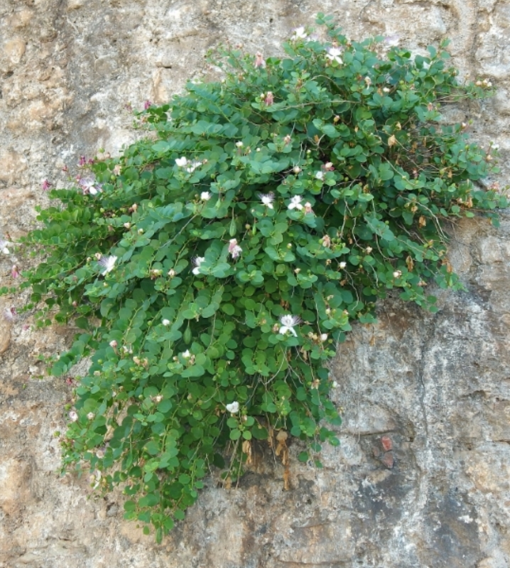 Изображение особи Capparis orientalis.