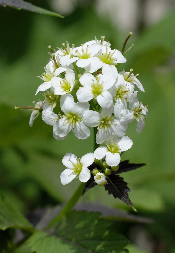 Изображение особи Cardamine leucantha.