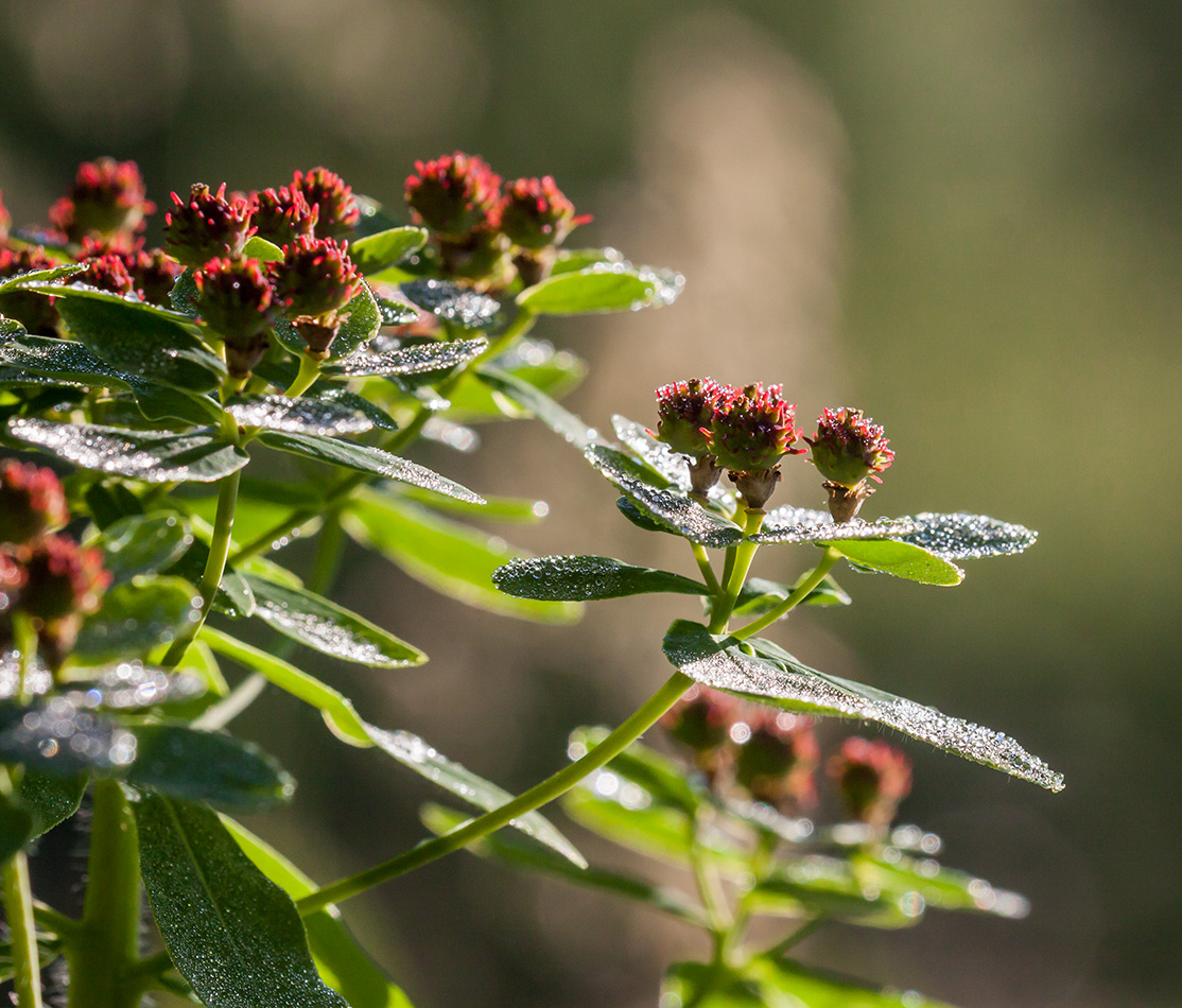 Изображение особи Euphorbia pilosa.